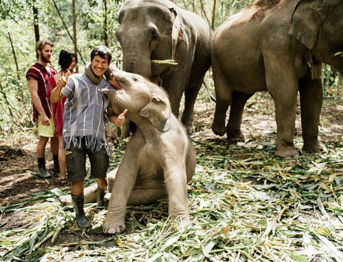 Elephant Camps in Chiang Mai