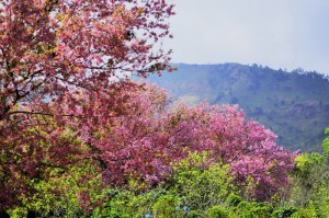 cherry blossoms, cherry blossoms in chiang mai, cherry blossoms bloom, khun wang, cherry blossoms khun wang