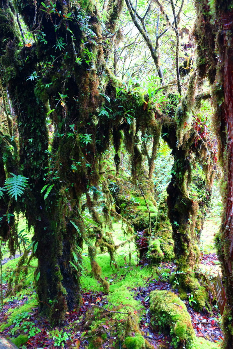 doi inthanon, inthanon national park, doi inthanon national park, inhanon
