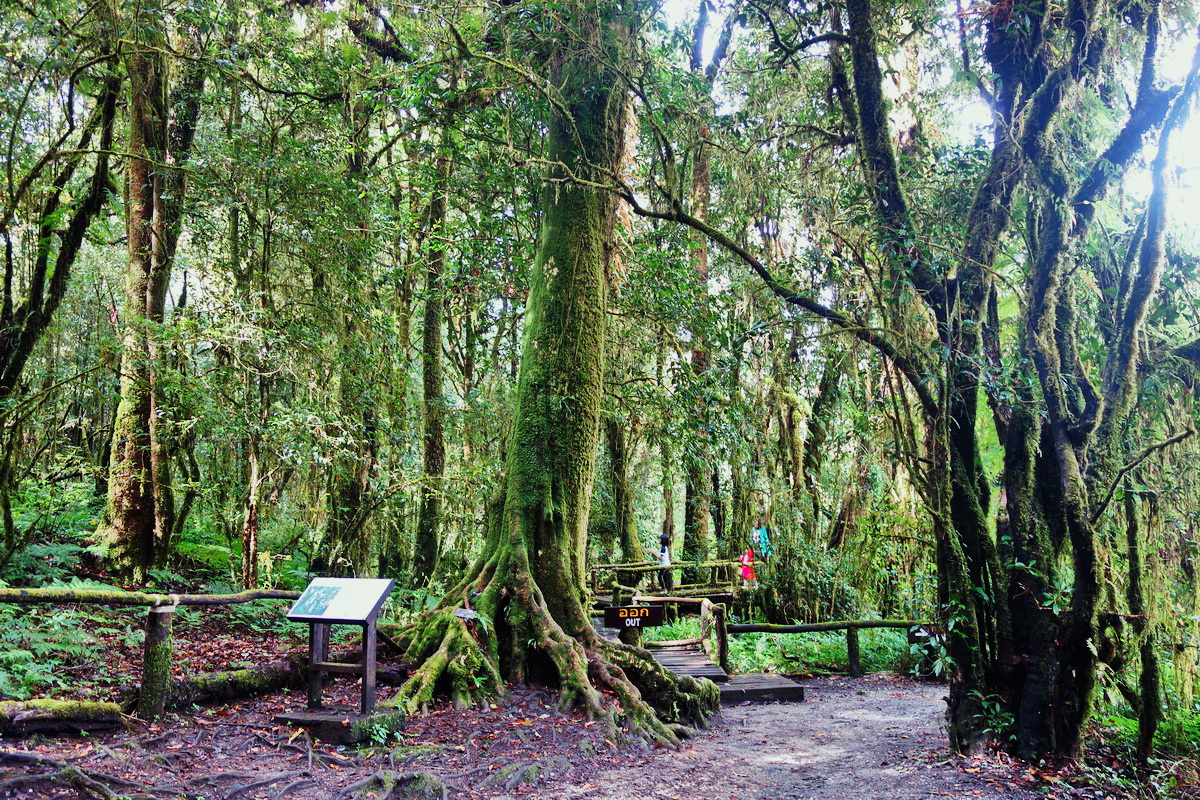doi inthanon, inthanon national park, doi inthanon national park, inhanon