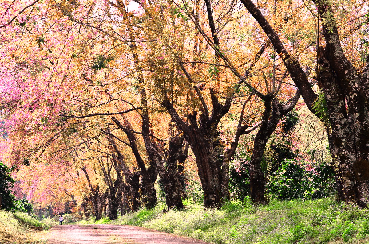 doi inthanon, inthanon national park, doi inthanon national park, inhanon