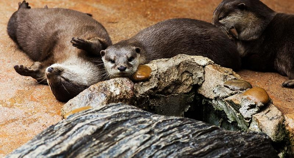 chiangmai night safari, chiang mai night safari, attractions in chiang mai