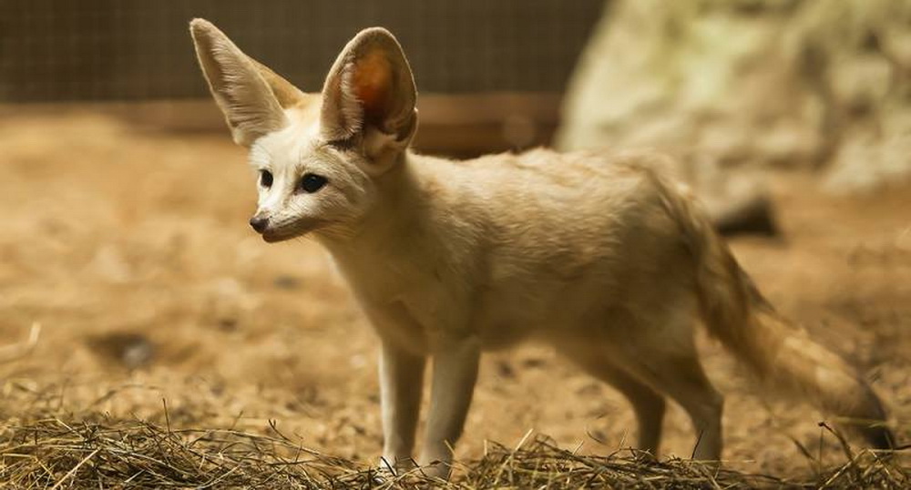 chiangmai night safari, chiang mai night safari, attractions in chiang mai