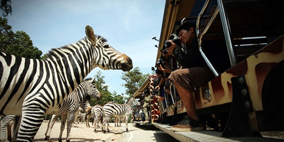 chiangmai night safari, chiang mai night safari, attractions in chiang mai