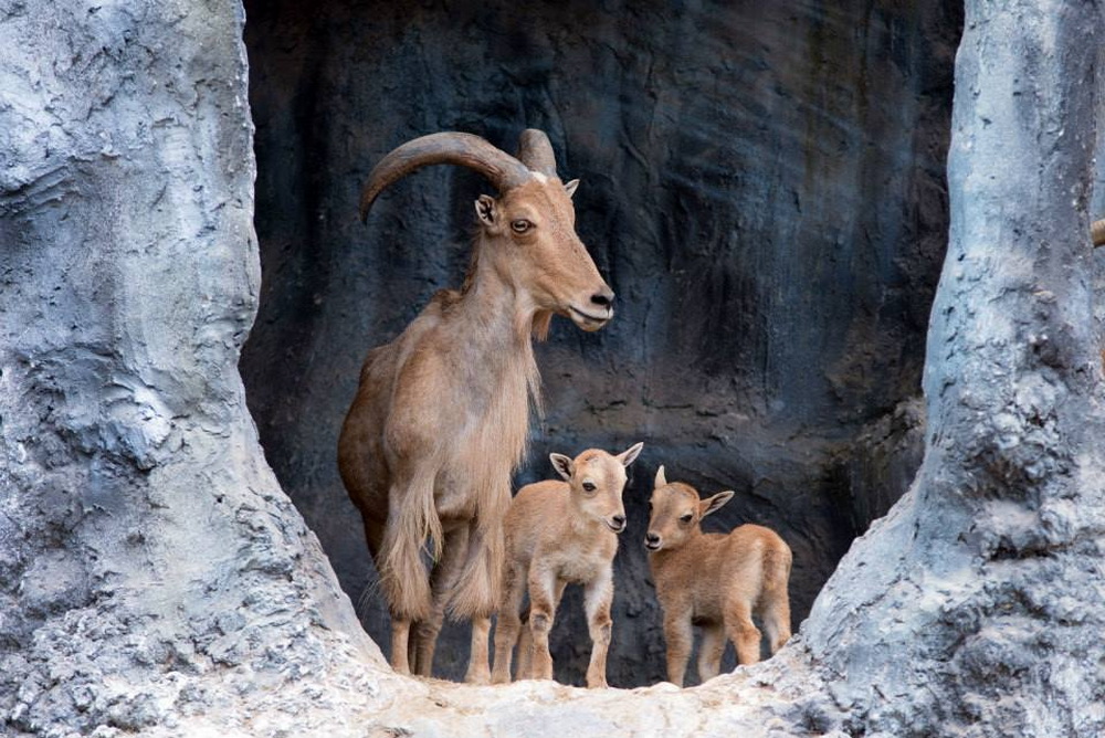 chiangmai night safari, chiang mai night safari, attractions in chiang mai