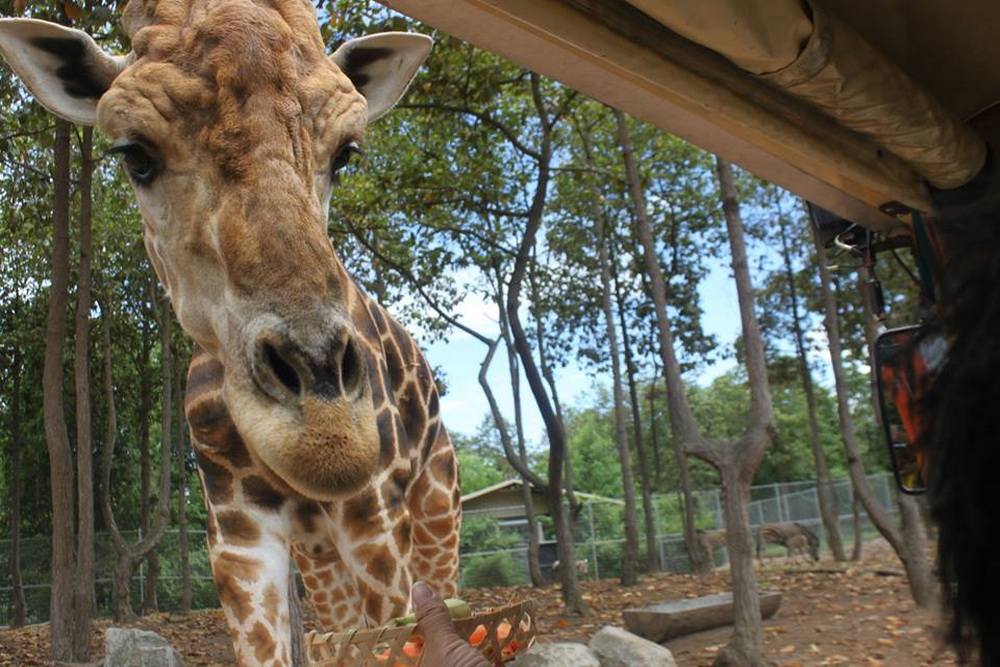 zoos in chiang mai, chiang mai zoos, chiangmai night safari, chiang mai night safari, attractions in chiang mai