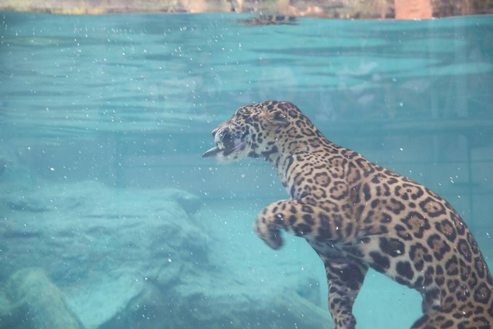 chiangmai night safari, chiang mai night safari, attractions in chiang mai