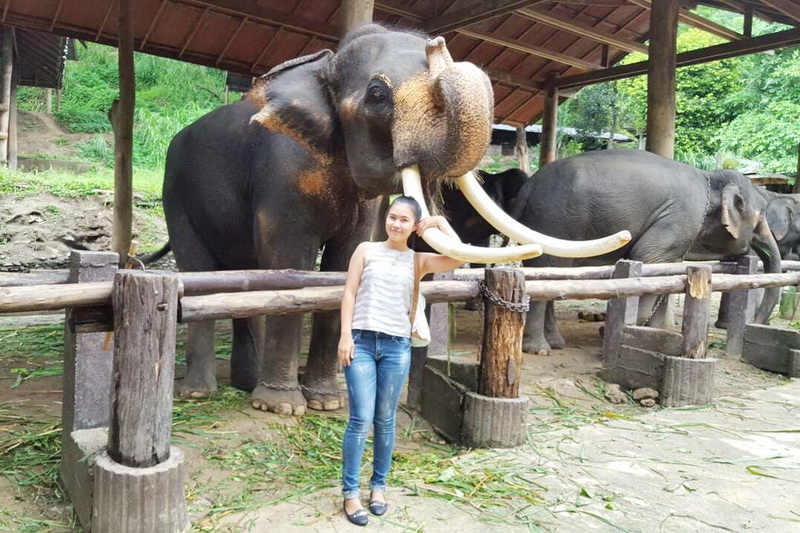 mae sa elephant kingdom, mae sa elephan, maesa elephant kingdom, mae sa elephant camp