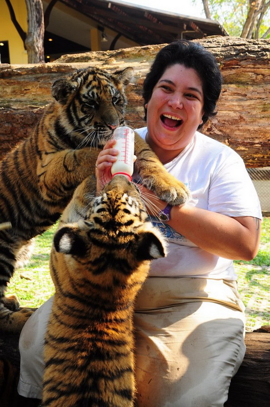 tiger kingdom chiang mai, chiang mai attractions