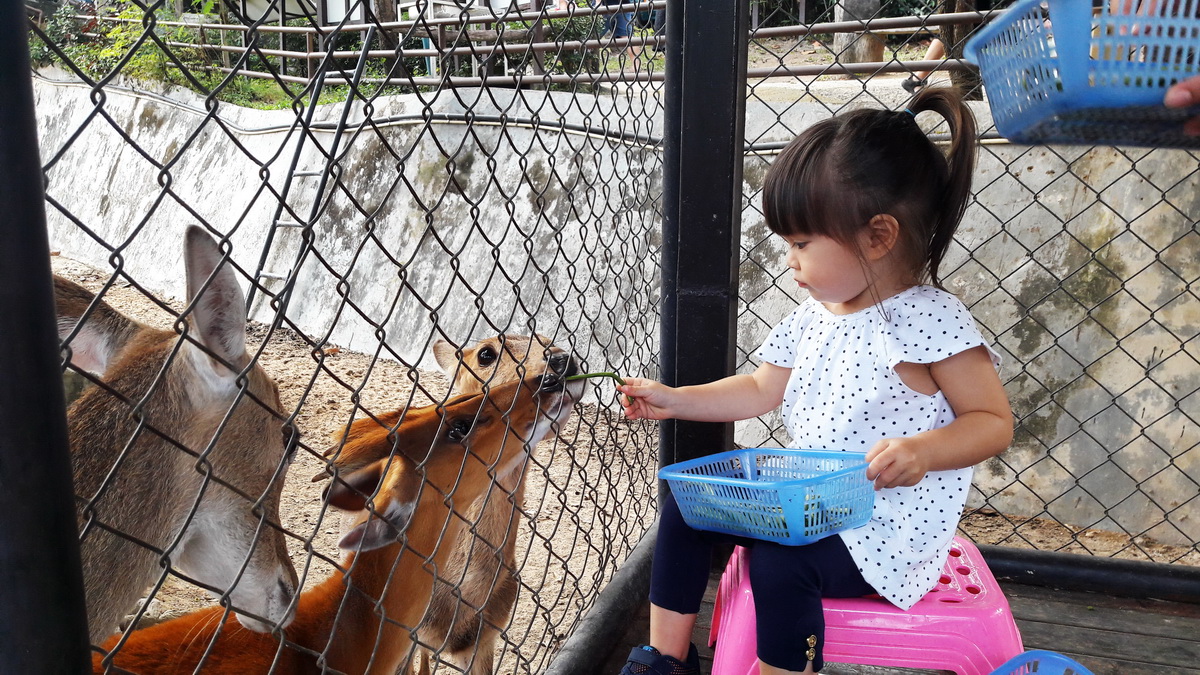 zoos in chiang mai, chiang mai zoo