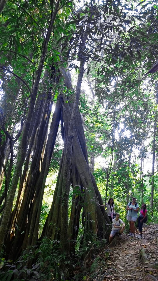 hiking at doi suthep, hiking at doi suthep - pui national park, trekking at doi suthep, trekking at doi suthep - pui national park