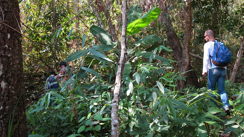 hiking at doi suthep, hiking at doi suthep - pui national park, trekking at doi suthep, trekking at doi suthep - pui national park