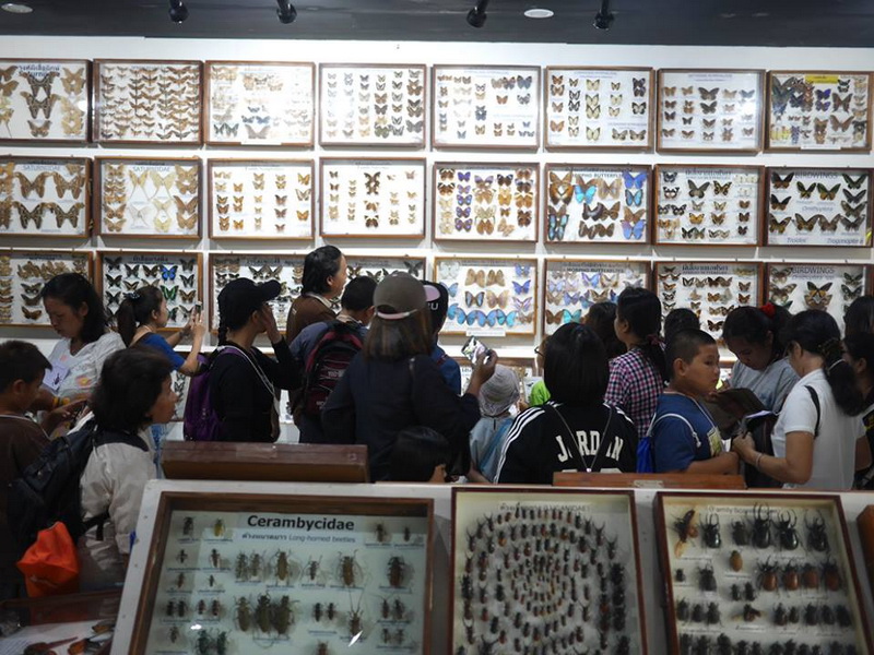siam insect zoo, siam insect zoo chiang mai, insect zoo chiang mai