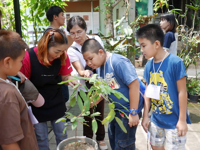 siam insect zoo, siam insect zoo chiang mai, insect zoo chiang mai