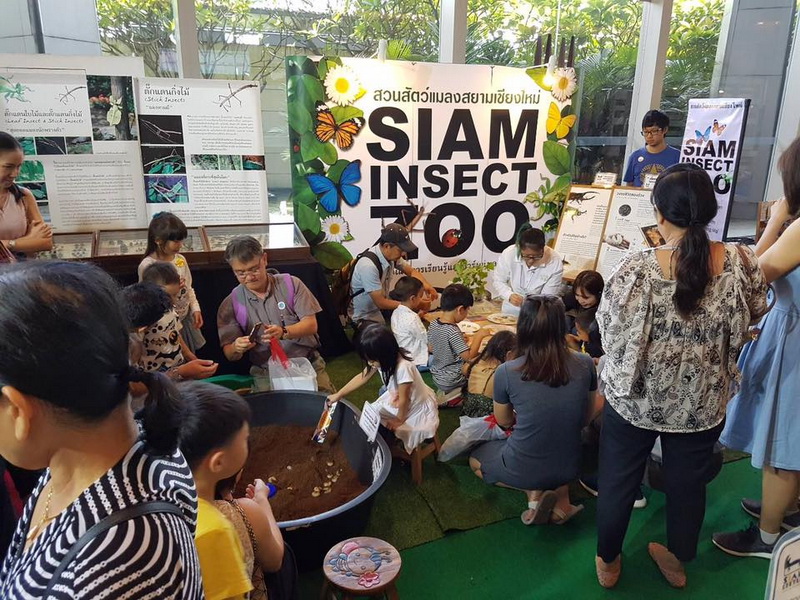 siam insect zoo, siam insect zoo chiang mai, insect zoo chiang mai