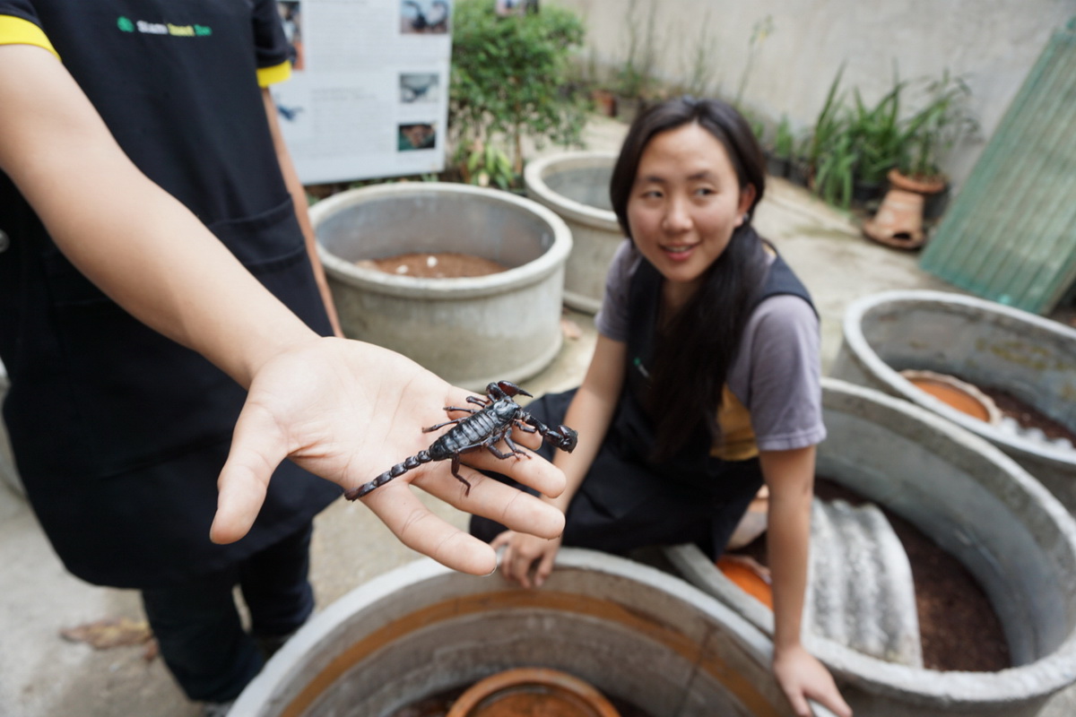 siam insect zoo, siam insect zoo chiang mai, insect zoo chiang mai