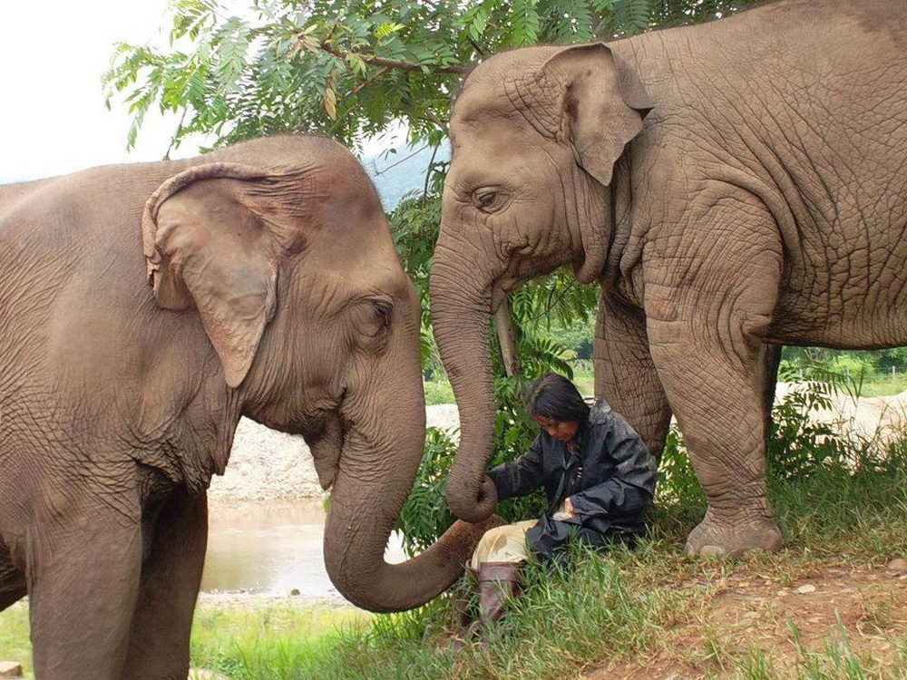elephant nature park, elephant nature park chiang mai