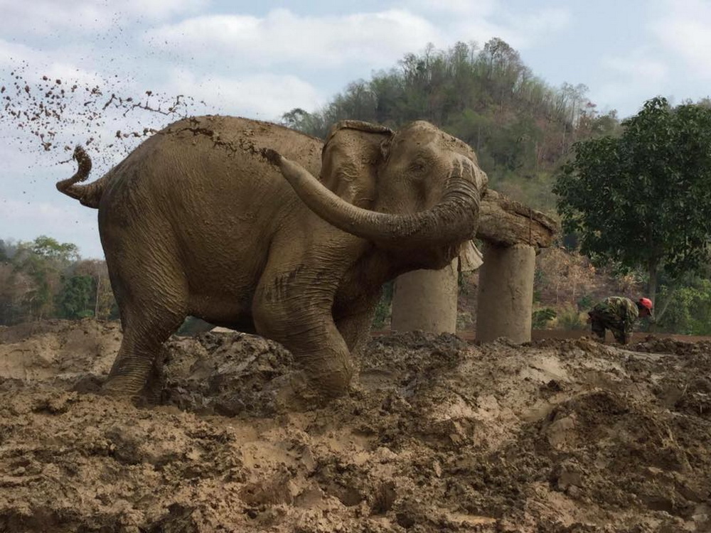 elephant nature park, elephant nature park chiang mai