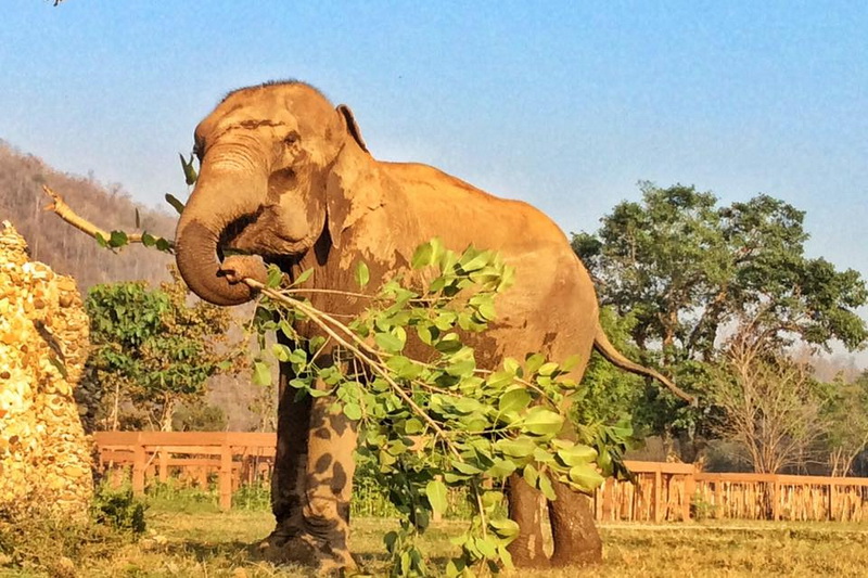 elephant nature park, elephant nature park chiang mai