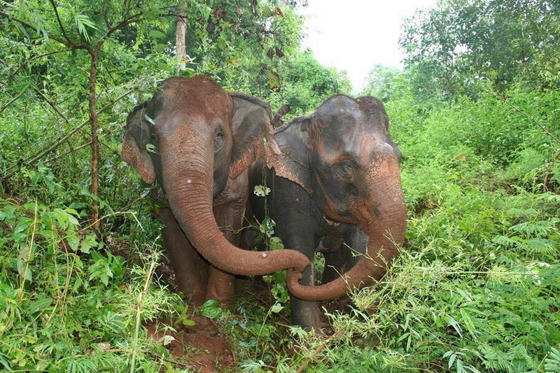 elephant nature park, elephant nature park chiang mai
