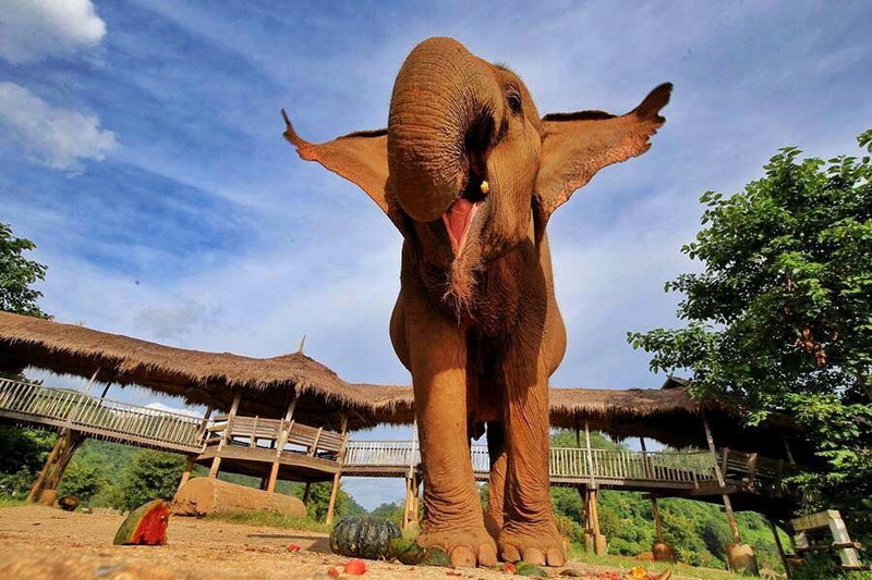 elephant camps in chiang mai, chiang mai elephant camps, chiang mai elephant tours, elephant nature park, elephant nature park chiang mai