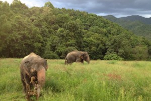 patara elephant farm, patara elephant camp, patara elephant