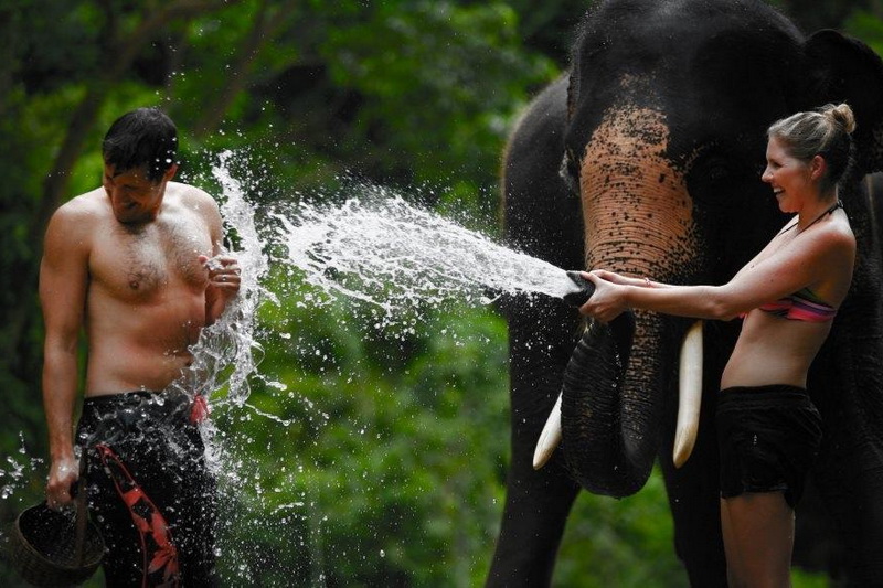 elephant camps in chiang mai, chiang mai elephant camps, chiang mai elephant tours, patara elephant farm, patara elephant camp, patara elephant