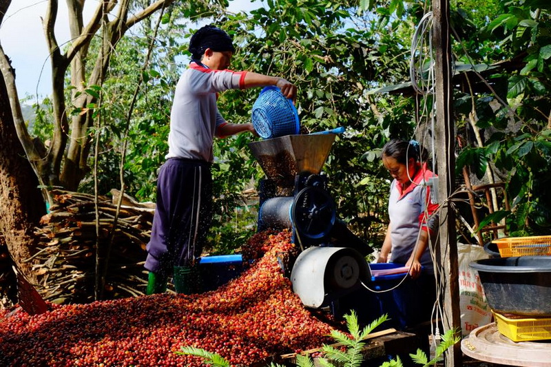 white hmong hill tribe, white hmong hill tribe of khun chang kian, khun chang kian hmong village