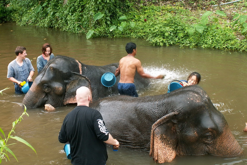 elephant camps in chiang mai, chiang mai elephant camps, chiang mai elephant tours, elephant trekking tours