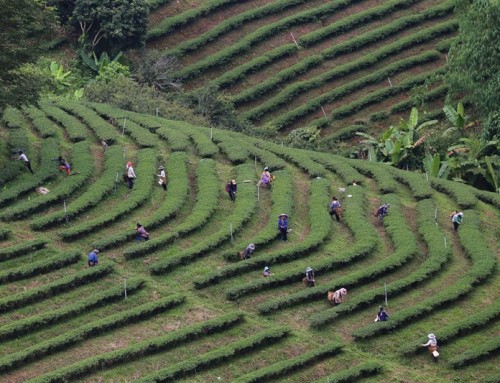 Doi Mae Salong