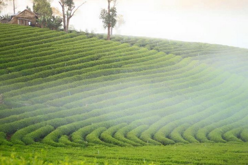 choui fong tea plantation, choui fong, choui fong tea