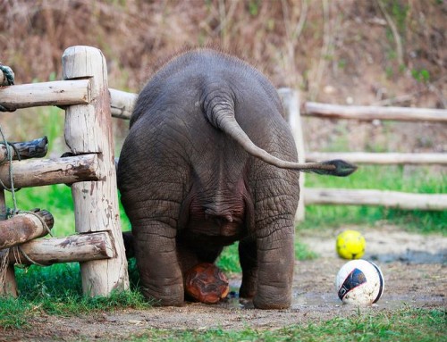 Thai Elephant Conservation Centre