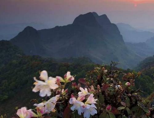 Doi Chong National Park