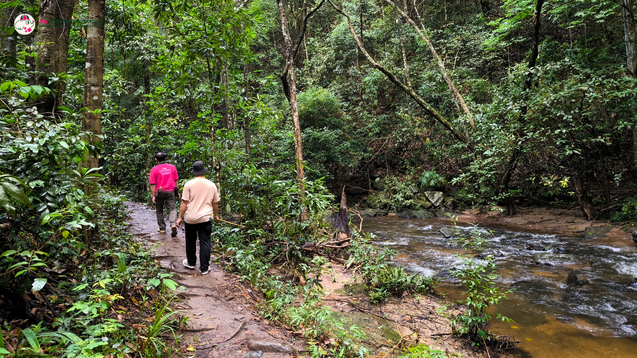 elephant observation and hiking doi inthanon, elephant observation and trekking doi inthanon, elephant observation and doi inthanon hike, elephant observation and doi inthanon trek, elephant surveying and doi inthanon hiking, doi inthanon hiking, doi inthanon trekking