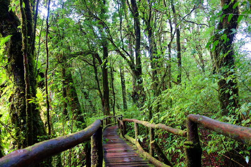 ang ka, ang ka luang, ang ka doi inthanon, doi tnthanon national park, doi inthanon, trekking doi inthanon national park, trekking doi inthanon