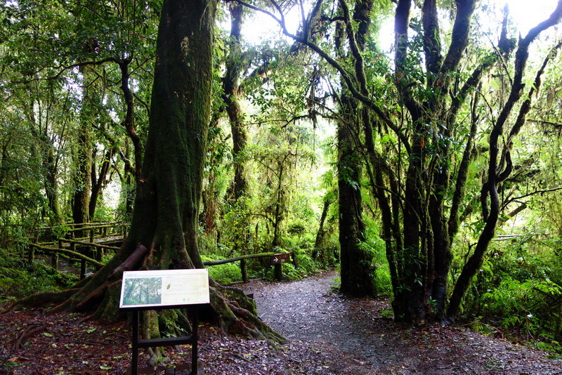 ang ka, ang ka luang, ang ka doi inthanon, doi tnthanon national park, doi inthanon, trekking doi inthanon national park, trekking doi inthanon