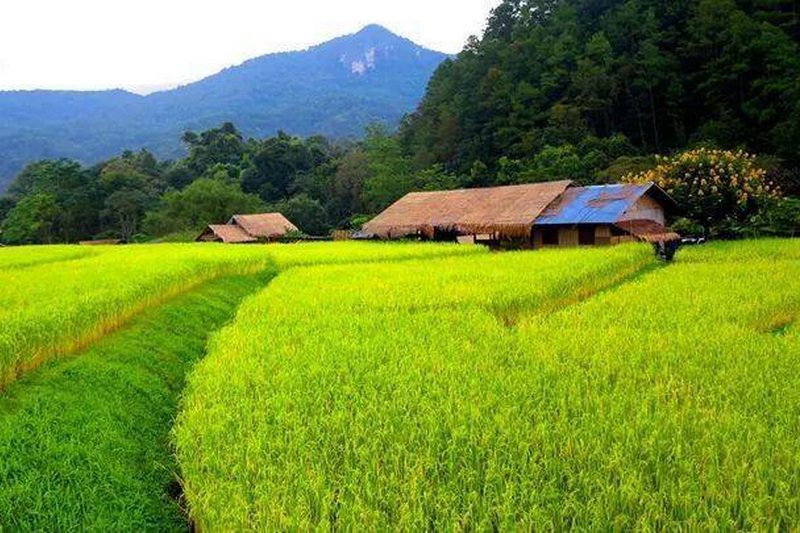 trekking at baan mae klang luang, trekking at pha dok siew nature trail, trek baan mae klang luang, tour trekking at baan mae klang luang, doi tnthanon national park, doi inthanon, trekking doi inthanon national park, trekking doi inthanon