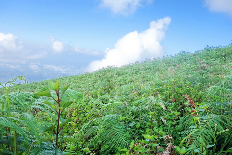 trekking at kew mae pan, trekking at kew mae pan nature trail, trek kew pae pan, tour trekking at kew mae pan nature trail, doi tnthanon national park, doi inthanon, trekking doi inthanon national park, trekking doi inthanon