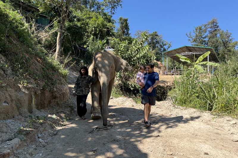 elephant paradise chiang mai, chiang mai elephant care, chiang mai elephant volunteer