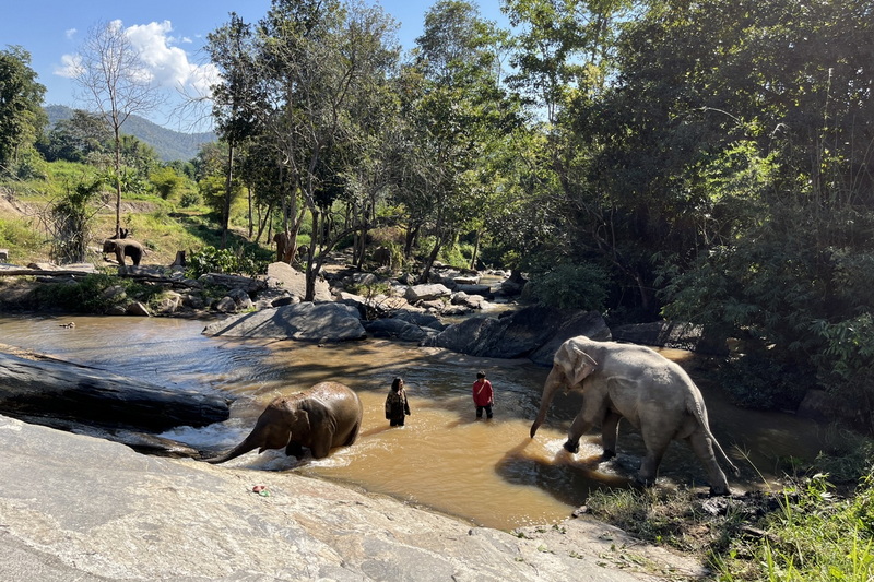 elephant paradise chiang mai, chiang mai elephant care, chiang mai elephant volunteer