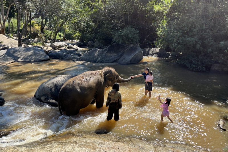 elephant paradise chiang mai, chiang mai elephant care, chiang mai elephant volunteer