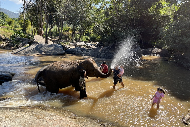 elephant paradise chiang mai, chiang mai elephant care, chiang mai elephant volunteer