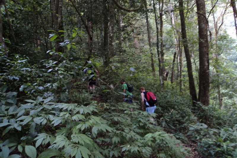 hiking doi inthanon, hiking doi inthanon national park, treking doi inthanon, trekking doi inthanon national park, doi inthanon trek only walk