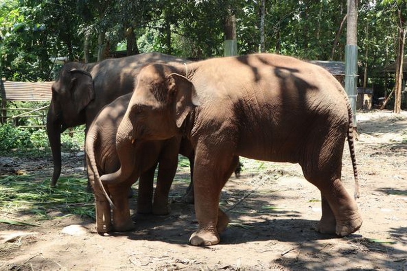 elephant paradise chiang mai, chiang mai elephant care, chiang mai elephant volunteer