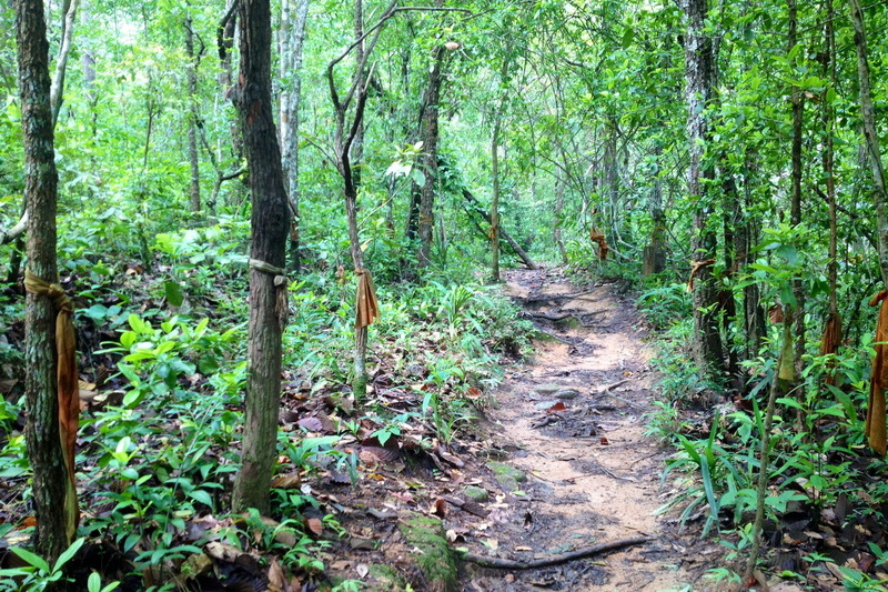 monk trail trekking, monk trail doi suthep, monk trail tekking at doi suthep - pui national park