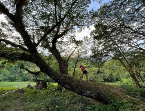 Chiang Mai Trek14 : Hiking Doi Chiang Dao Wildlife Sanctuary