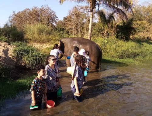 Elephant01 : Kanta Elephant Sanctuary