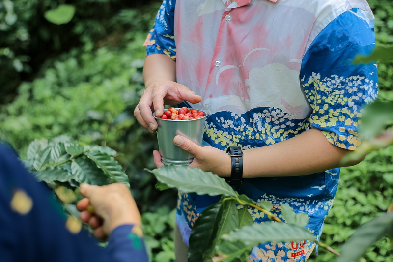 chiang mai coffee farm tour, coffee farm tour in chiang mai, chiang mai coffee tour, chiang mai coffee farm, tour coffee farm in chiang mai