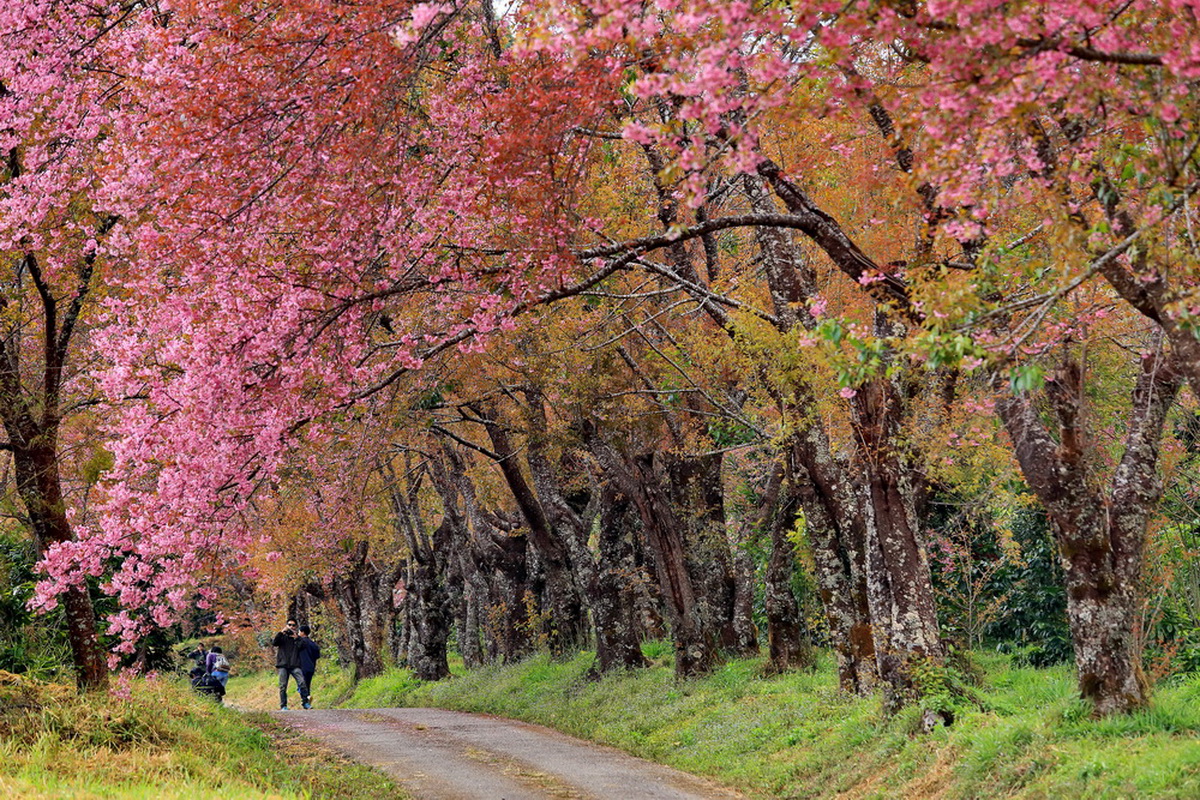 chiangmai sakura, khun wang