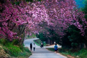 cherry blossoms, cherry blossoms in chiang mai, cherry blossoms bloom, khun wang, cherry blossoms khun wang